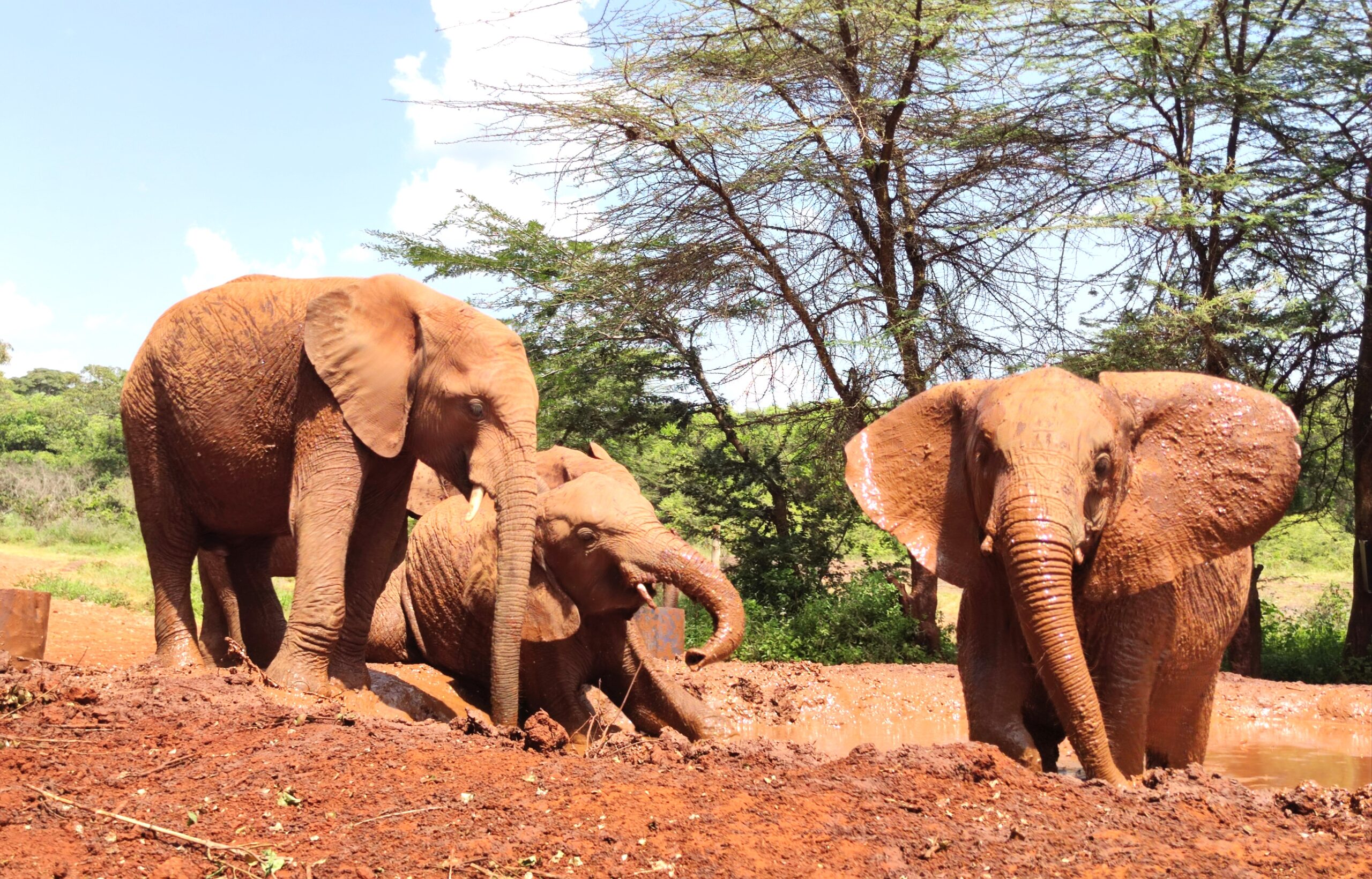 IMG_20250328_155417 kop