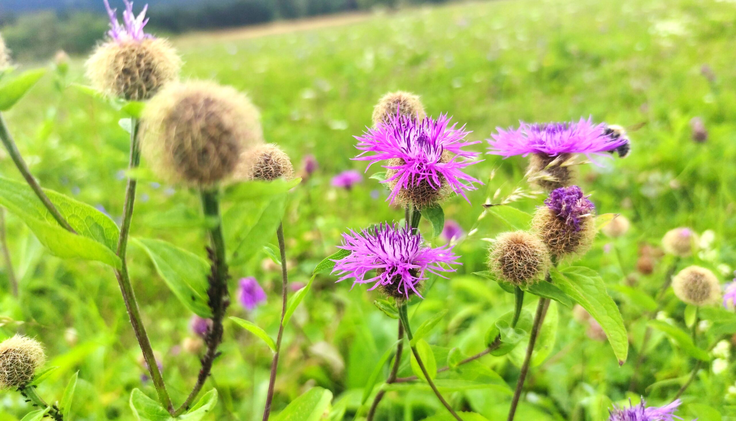 IMG_20250328_155702 kopie